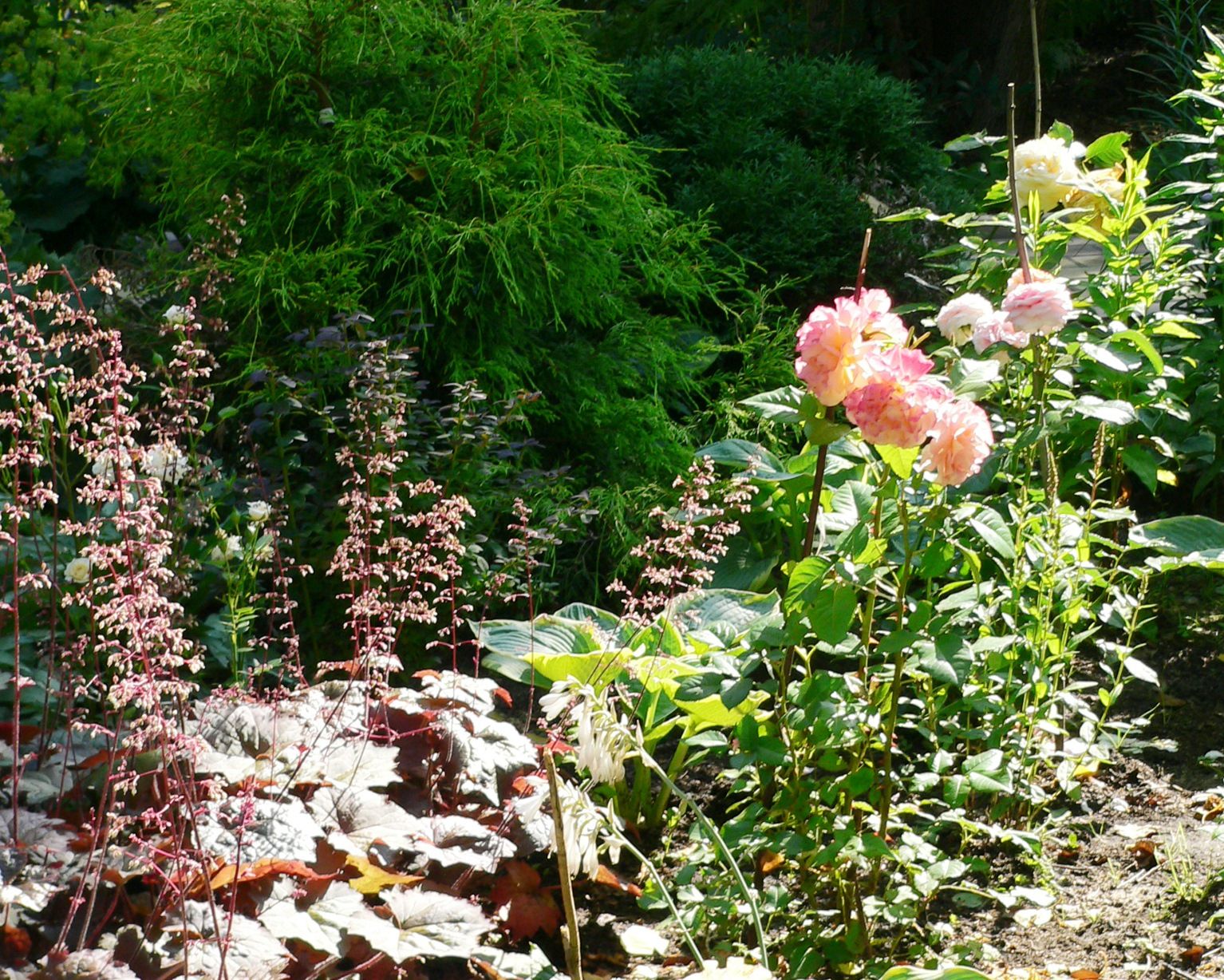 Проект Дачная Поляна